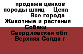 продажа ценков породы шпиц  › Цена ­ 35 000 - Все города Животные и растения » Собаки   . Свердловская обл.,Верхняя Салда г.